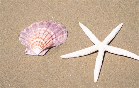 Seashell sex position. Things To Know About Seashell sex position. 